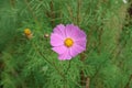 Imagine pink cosmos flower in the garden Royalty Free Stock Photo